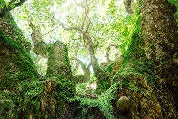 常緑樹、アカガシ、エコロジーイメージ