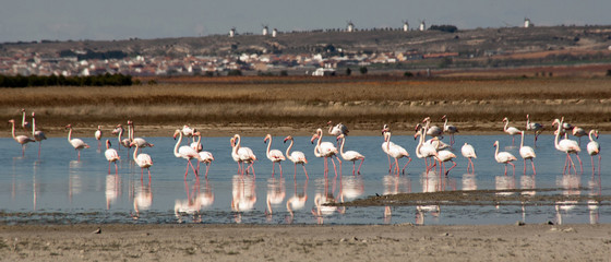 Flamencos in complex Lagunar Manjavacas, Spain