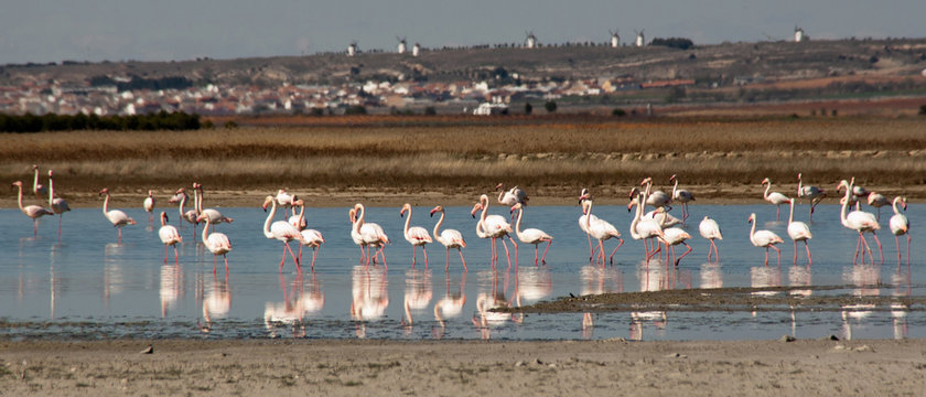 Fototapeta Flamencos in complex Lagunar Manjavacas, Spain
