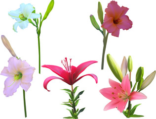 Fototapeta na wymiar five isolated lily with stems flowers collection