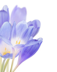 group of blue crocus flowers on white
