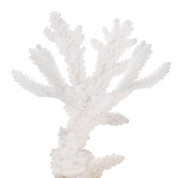 isolated white coral small branch