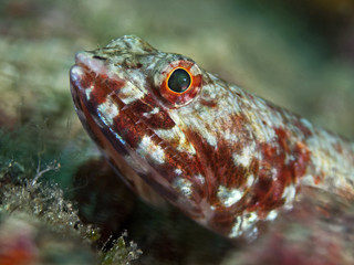 Red marbled Lizardfish, Eidechsenfisch (Synodus rubromarmoratus)