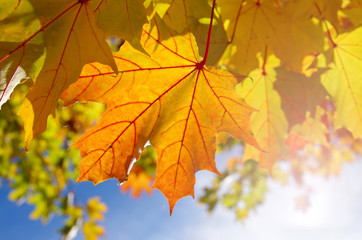 Autumnal maple leaves in blue background