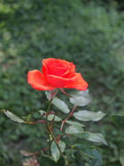 Orange rose  / Tropical Rose Garden 