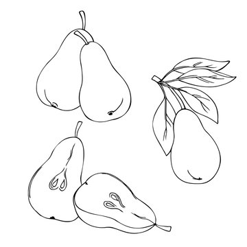 vector monochrome contour illustration of pear fruit