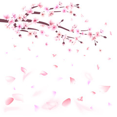 Naklejka premium Realistic sakura japan cherry branch with blooming flowers vector illustration