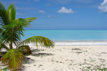 Exotic beach with small palm tree and azure blue water.
Beautiful, tropical vacation paradise on the Caribbean Islands.