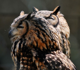 Owls 3