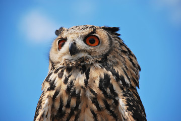 Owl 2