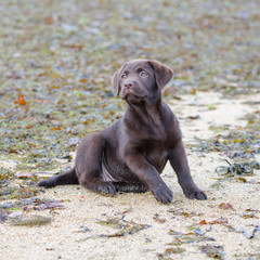 Dog labrador, puppy sitting on the sand 
