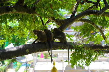 Obraz premium Makaken sitzen auf einem Ast in Krabi, Thailand