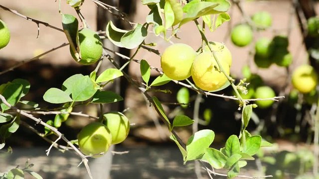 Yellow Organic Lemons Are Hanging On The Tree In The Farm