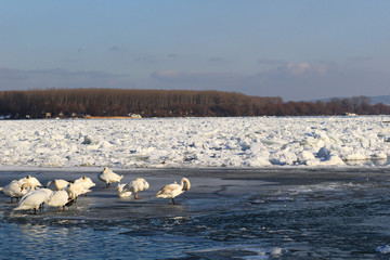 Frozen Danube river full of ice near Belgrade, Zemun, Serbia