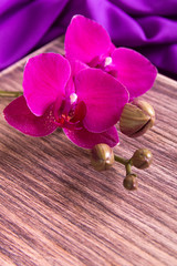 Purple orchid on wooden background. Copy space. Greeting card. Spring. Woman Day. 8 march.
