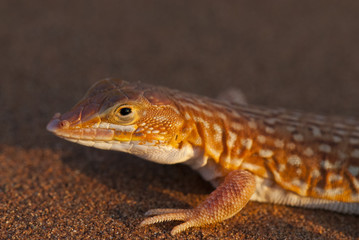 Reticulated Desert Lizard, Namibia