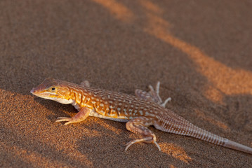 Reticulated Desert Lizard, Namibia