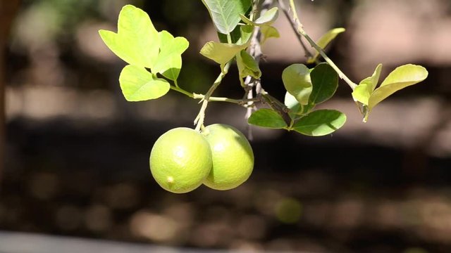 Yellow Organic Lemons Are Hanging On The Tree In The Farm