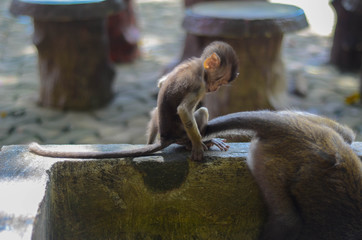 Süßes Makakenbaby spielt mit seinen Eltern in Krabi, Thailand