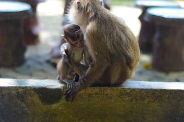 Süßes Makakenbaby spielt mit seinen Eltern in Krabi, Thailand