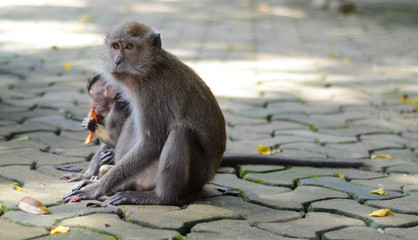 Süßes Makakenbaby spielt mit seinen Eltern in Krabi, Thailand