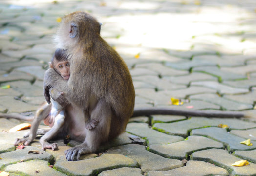 S&uuml;&szlig;es Makakenbaby spielt mit seinen Eltern in Krabi, Thailand