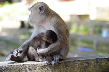Süßes Makakenbaby spielt mit seinen Eltern in Krabi, Thailand