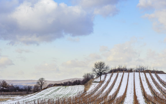Weingarten im Winter im Burgenland