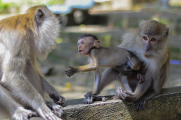 Süßes Makakenbaby spielt mit seinen Eltern in Krabi, Thailand