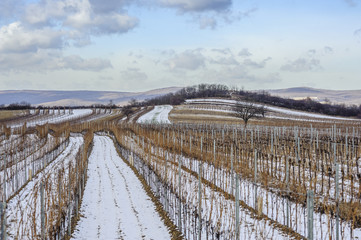 Winter im Weingarten