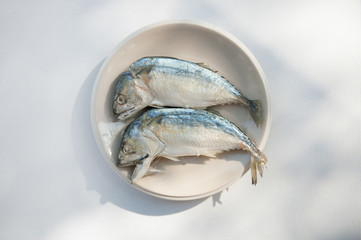 mackerel