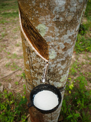 Milky latex extracted from rubber tree (Hevea Brasiliensis) as a source of natural rubber