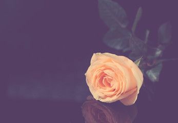 closeup rose on black background