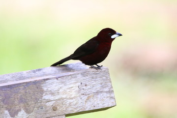 Guyane - Saül Dec 2016 - Oiseaux