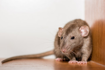 clever house rat