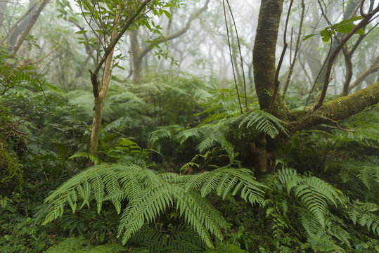 Taiwan Nature Trail in Foggy and Raining Autumn at Yangmingshan National Park in Taipei, Taiwan.