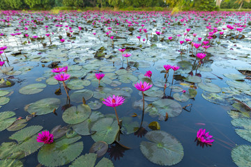 The Lotus Flower.Background is the leaf and bud of lotus flower.