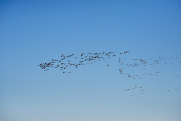 Flying Barnacle Geese