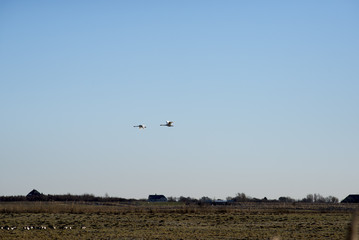 Two swans flying