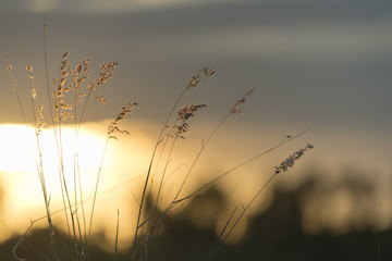 Obraz premium grass with sunset, image filter vintage