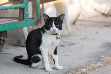 Black and white cat on the ground.