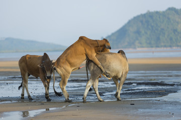 Family of Zebu cattle walking along the beach of Zanzibar. Cow and bull with a calf.