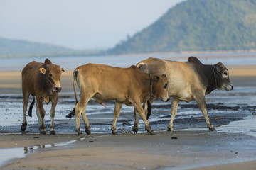 Family of Zebu cattle walking along the beach of Zanzibar. Cow and bull with a calf.