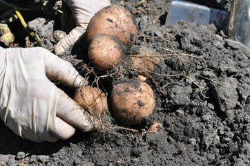 farmer harvesting potatoes in the vegetable garden
