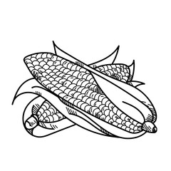 Freehand drawing illustration vegetable corn.