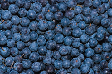 Huckleberry background