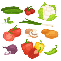 Set of vegetables. Vector illustration.