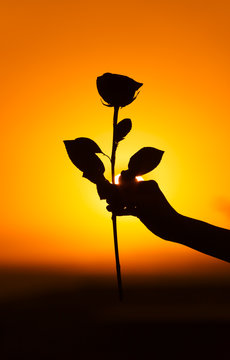 Hand holding a single rose. 