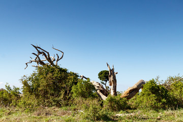 Big branches from a tree destroyed