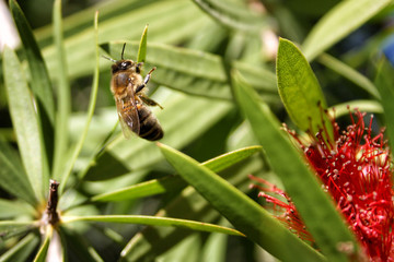 the bee gathering honey closeup